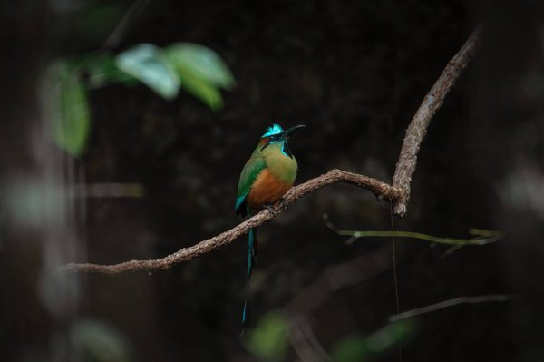 What's the Secret to Crafting Perfect Sushi Rice for Homemade Sushi?